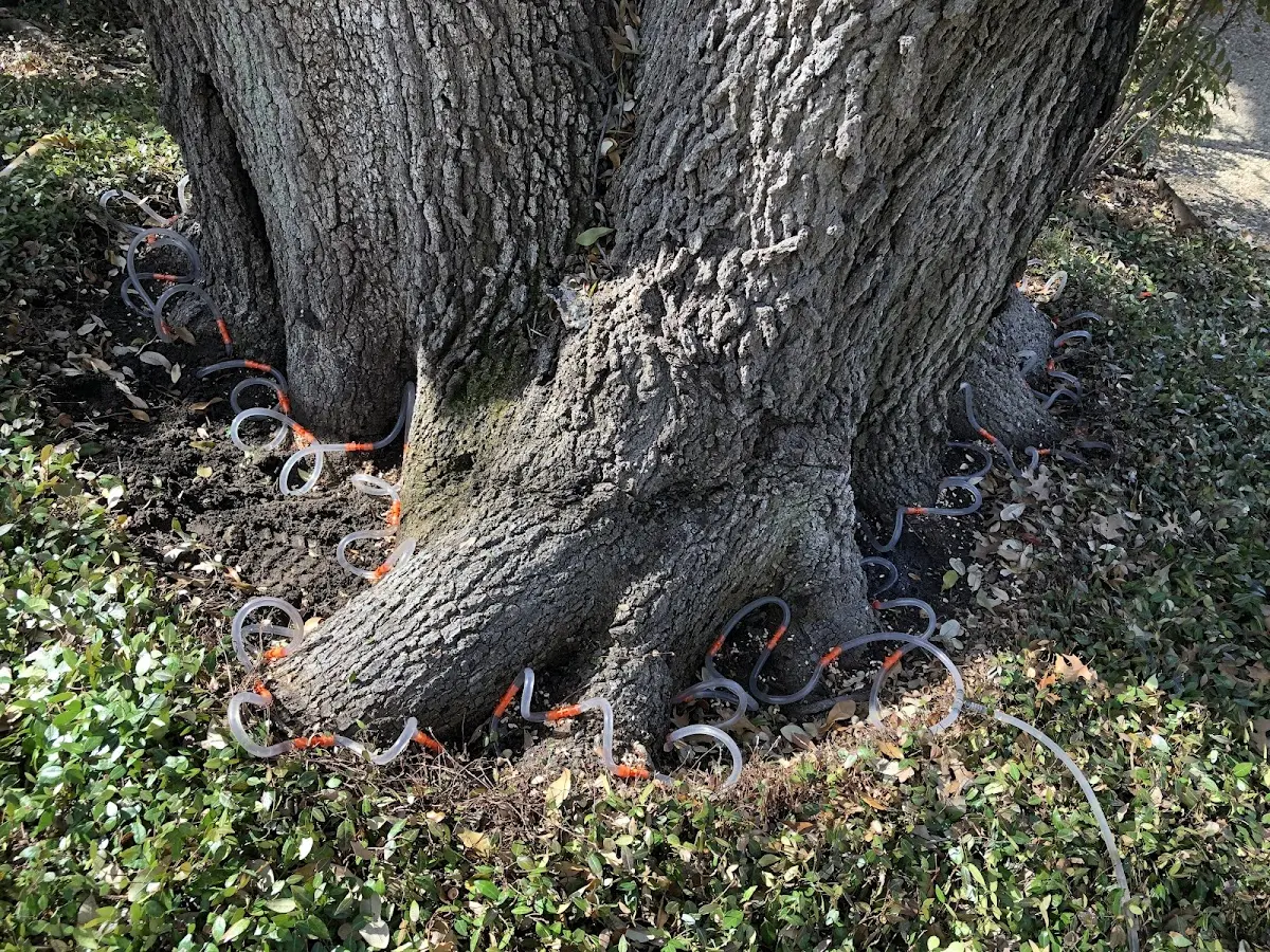 Detailed Tree Cabling and Bracing job site in Walden