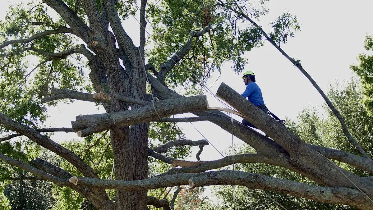 Professional Crown Thinning performed by certified arborists in Walden